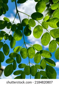 Horse Radish Tree, Drumstick Leaves And Sun Light