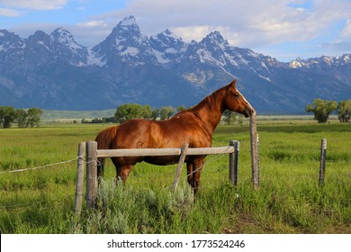 Horse At A Ranch Near Jackson Hole, Wyoming