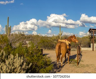 Horse Ready To Hit The Desert Trail In North Scottsdale, AZ