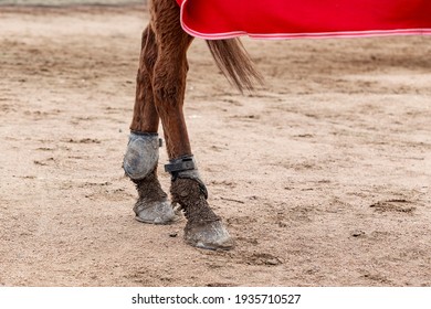 Horse - Rear Leg Joint Protectors For Horses That Stand On The Road.