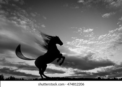 Horse Rears Silhouette, Black and White - Powered by Shutterstock