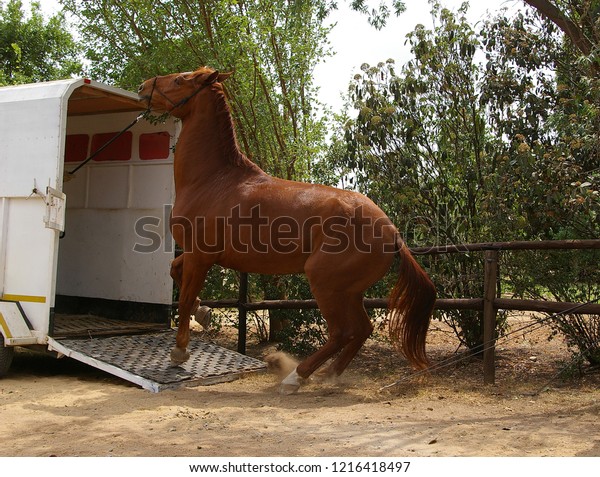Horse refusing to enter\
trailer