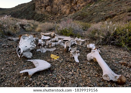 Horse remains after attack by wolves; the problem of wolves attacking domestic animals