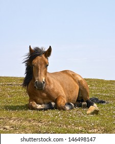 horse at rest