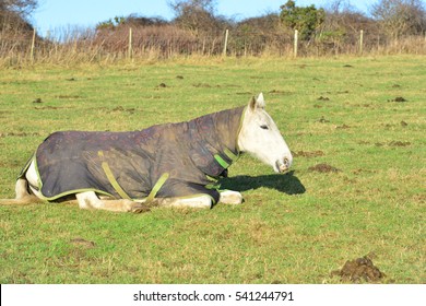 A horse resting in a field in West Sussex.
