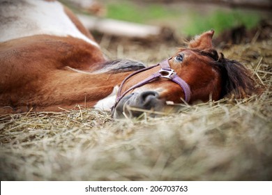 Horse resting in the hay on the farm