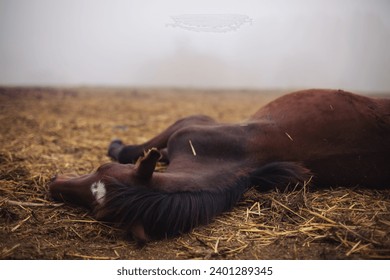 Horse resting in the hay on the farm. Horse sound asleep, lying in dry winter grass. Sleepy  horse foal sleeping outoors - Powered by Shutterstock