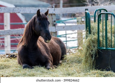 Hay Feeder Images Stock Photos Vectors Shutterstock