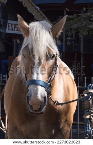 Horse restrained in a halter