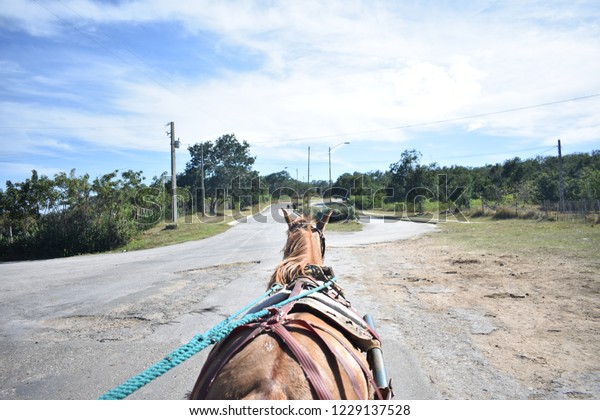 A horse ride\
in Cuba beautiful horse buggy-taxi view of a street near Jagua Cuba\
Caribbean sunny day.\
Cienfuegos.