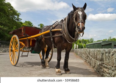 Horse ride in Killarney National Park