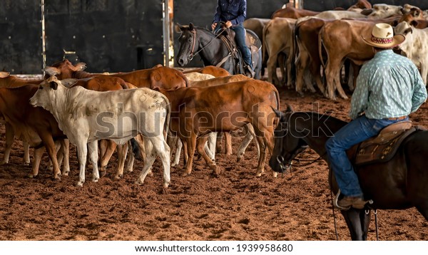 A horse and rider herding calves in a\
western style equestrian cutting\
competition