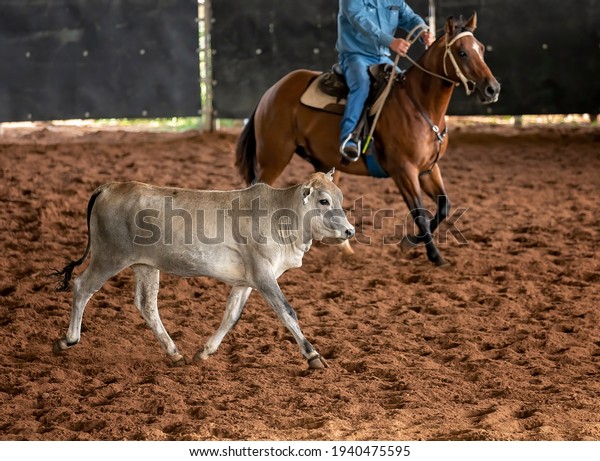 A horse and rider herding calves in a\
western style equestrian cutting\
competition