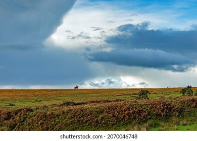 Horse Rider On Dartmoor, Devon, UK