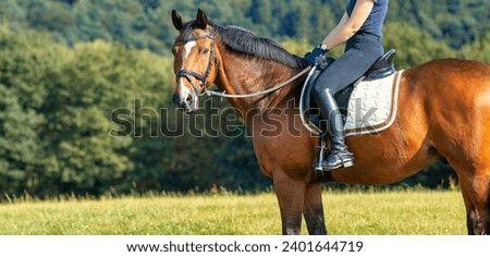 Horse with rider on a meadow, landscape format horse with saddle with rider in Horse with rider on a meadow, landscape format horse with saddle with rider in section.