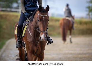 Horse with rider on the riding arena, close-up of horse from the front, second rider out of focus in the background.
 - Powered by Shutterstock