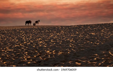 Horse And Rider Resting On The Beach In Cabo San Lucas, Mexico