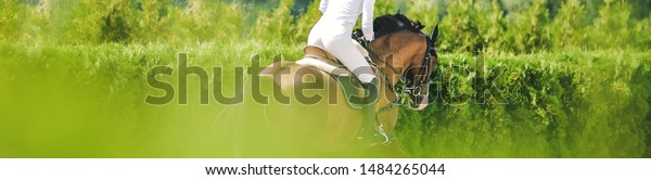 Horse and rider in uniform\
performing jump at show jumping competition. Horse horizontal\
banner for website header design. Equestrian sport background.\
Selective focus.