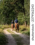 Horse riders in the forest path of Meinweg Natural park, in the Netherlands