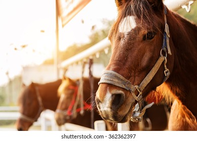 Horse Riding