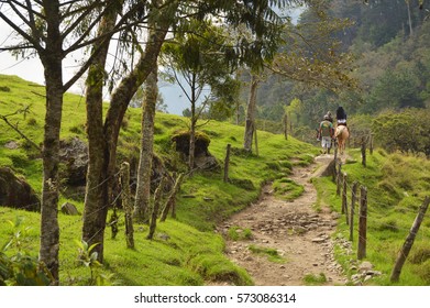 Horse riding in Cocora valley in Colombia