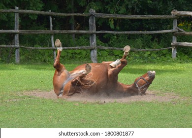 160 Horse itchy Images, Stock Photos & Vectors | Shutterstock