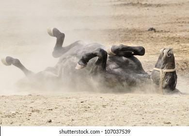Horse rolling in the dust