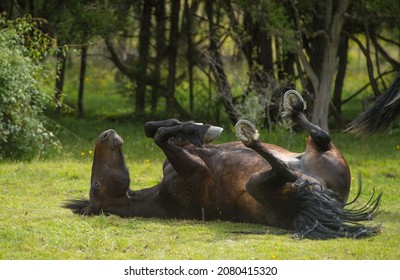 horse rolling on green grass in outdoor paddock with trees in background horse rolling to scratch back or due to equine colic issues with all four legs in the air hooves with shoes horizontal format 