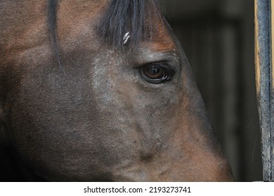 Horse With Rubbed Face Around The Eyes Due To Sweet Itch. Sweet Itch Caused By Midges. Equestrian 