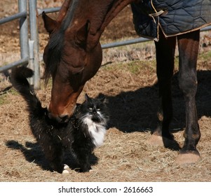 Cheval Chat Photos Et Images De Stock Shutterstock