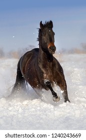 Horse run fun in snow field at winter sunny day