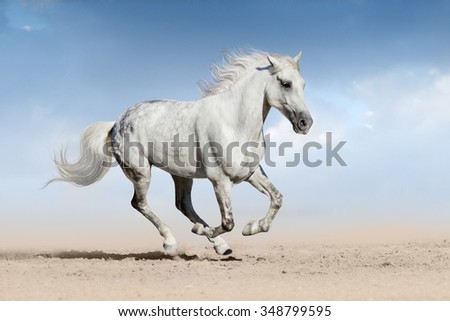 Similar – Image, Stock Photo summer Equestrian sports