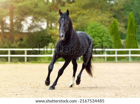 Horse run gallop in sand. A black thoroughbred sports stallion. Summer light. Front view. Equestrian sport. Trotter