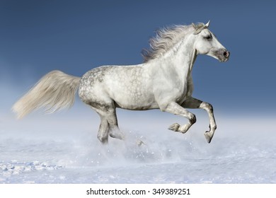 Horse run gallop in snow