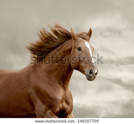 horse running closeup
