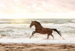 Horse Running In Freedom At The Beach 