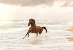 Horse Running In Freedom At The Beach 