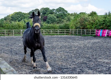 Horse Running In A Menage