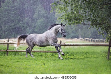 Horse Running Outdoors In The Rain