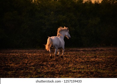 Horse Running In The Rain