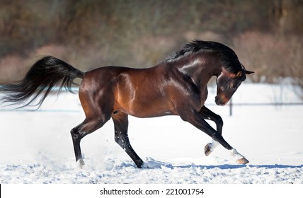 Horse Running In The Snow