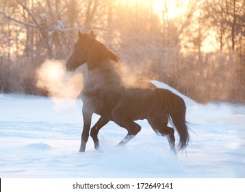 horse running at sunset