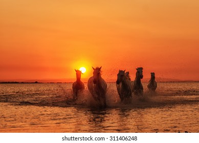 Horse running under sunset
