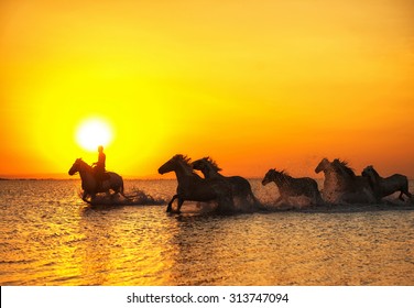 Horse Running Under Sunset