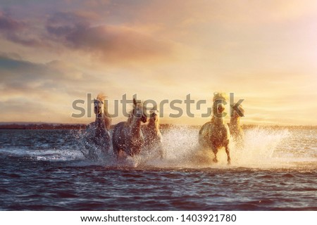 Horse running under sunset in camargue