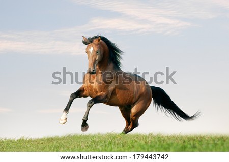 horse runs free in the field
