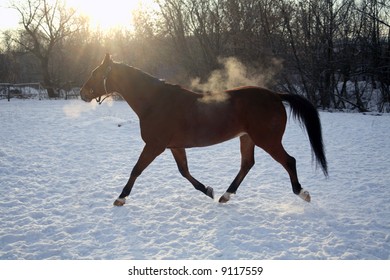 Horse runs gallop in beams of the evening sun