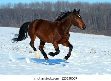 The horse runs gallop on a snowy field.