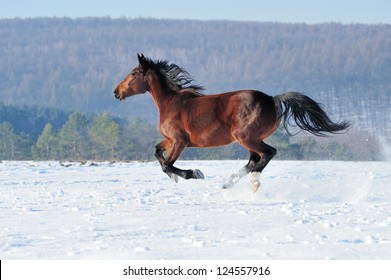 Horse runs gallop on the winter field