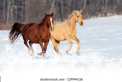 Horse runs gallop on the winter field